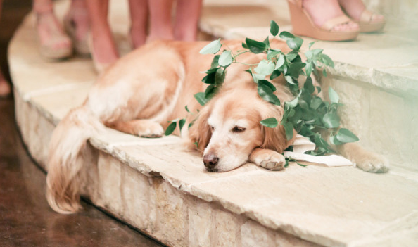 Fair warning: Zoe the ‘flower dog’ might just kill you with her cuteness: stylemepretty.com/little-black-b… <a href="/featherandtwine/">Kelsey Sjostrom</a>