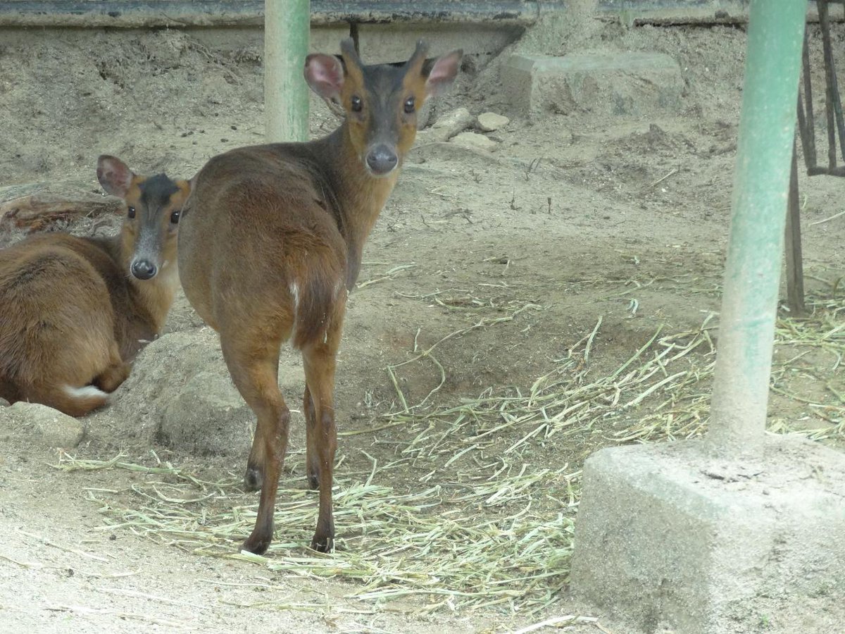 動物 キョン