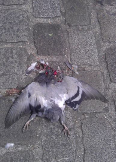 LLescalier's tweet image. "Tu vas voir je t'attrape par les plumes petite #alouette"
L'#amour vous fait perdre la #tête?
urlz.fr/22v9