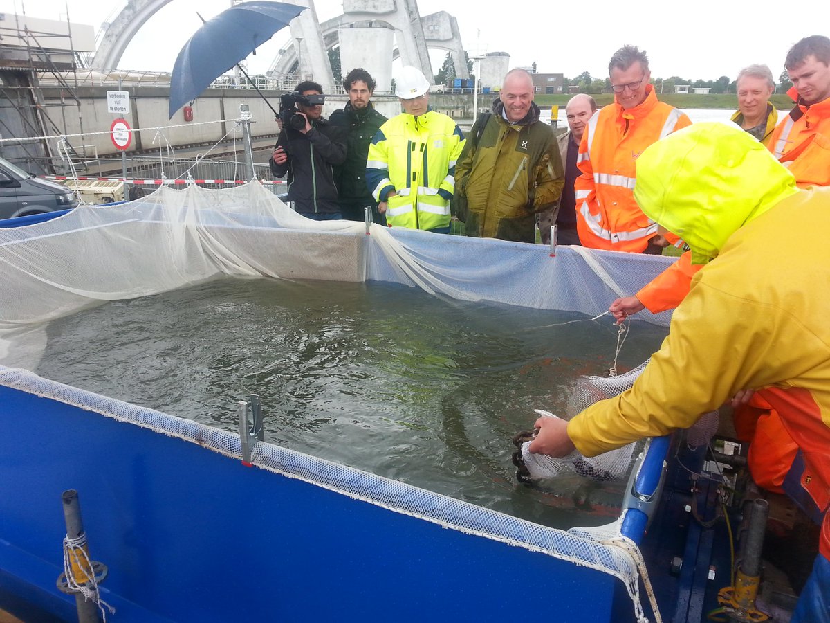 RaeGMiller's tweet photo. Collecting the eels for examination after the test. All seemed to be unharmed. #ProTide #Renewables @TidalTim http://t.co/vfCFZJNtFS