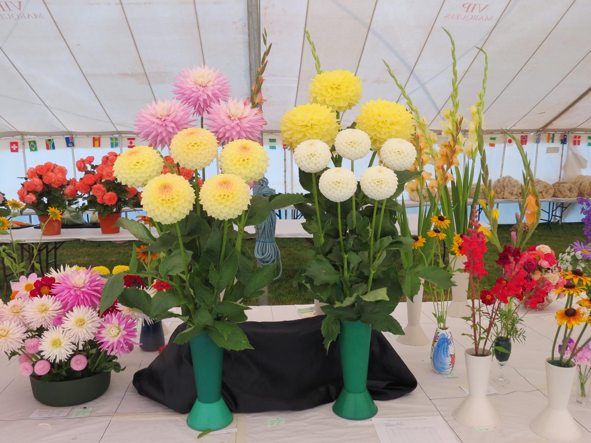 Melplash Show tweet media