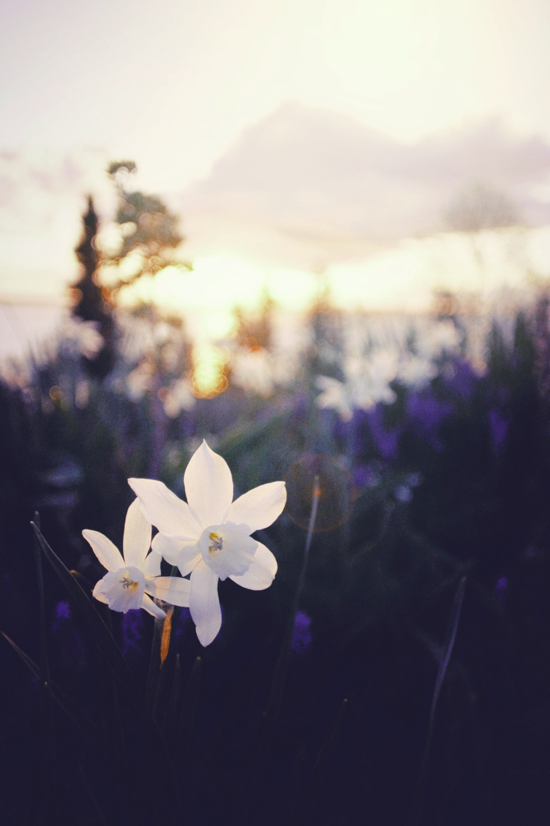 FloweJr's tweet image. June flowers Junior