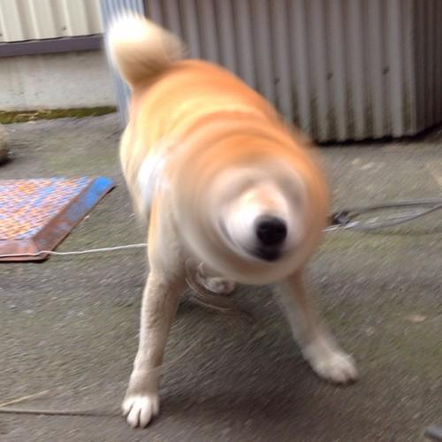 外国人のごく一部で柴犬が体を振る画像が Shibe Drill と呼ばれているそうな Togetter 外国人のごく一部で柴犬が体を振る画像が Shibe Drill と呼ばれているそうな Togetter
