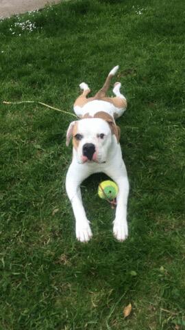 DAWGadopt's tweet photo. Django is a friendly, loving 18mth old American Bulldog looking for a new home.

Pls RT

http://t.co/nusWPRx9rb http://t.co/PpAt55wMRa