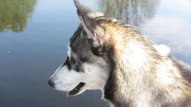 DAWGadopt's tweet photo. Sasha is a sweet &amp;  stunning 2 year old husky and is looking for a loving home.

Pls RT

http://t.co/y2oqrXygq2 http://t.co/kil3NkeRs6