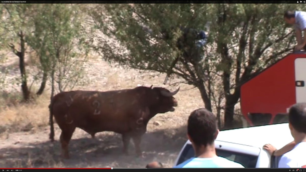 XaviPortales's tweet photo. BRUTALES imágenes de que ha conseguido @IgualdadAnimal #StopFestejosCrueles
@CaballodeN 
https://t.co/pPOGCaxTGL http://t.co/XsCzybKgRR