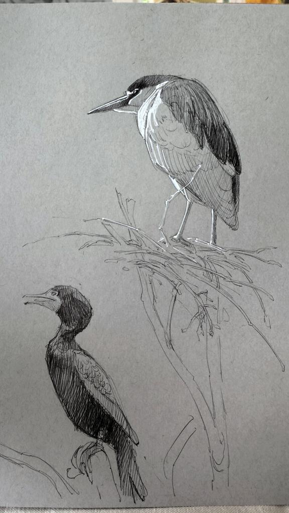 AaronBlaiseArt's tweet photo. Did some life drawing at the Busch Wildlife Sanctuary http://t.co/4aL0KLArkc