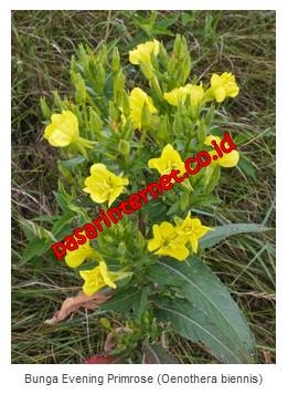 Evening Primrose (Oenothera biennis)