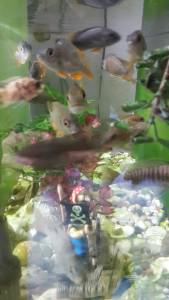 shining pets veteriner kliniği Bakırköy’den iyi günler diler. veterinermehtap.com/shining-pets-v…