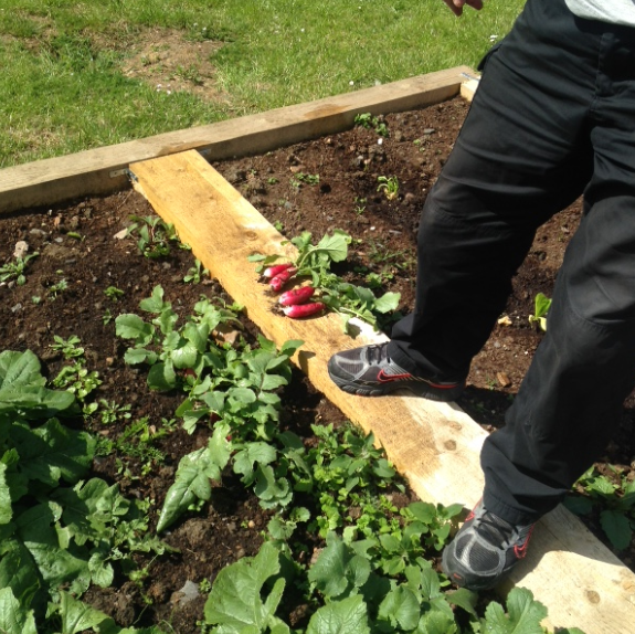The community gardens looking great :)