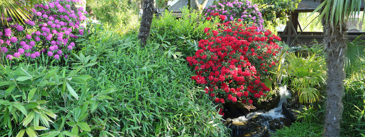 DLPNewsEN's tweet image. Top tips on pruning spring-flowering shrubs from Disneyland Paris head gardener!  #landscaping express.co.uk/life-style/gar…