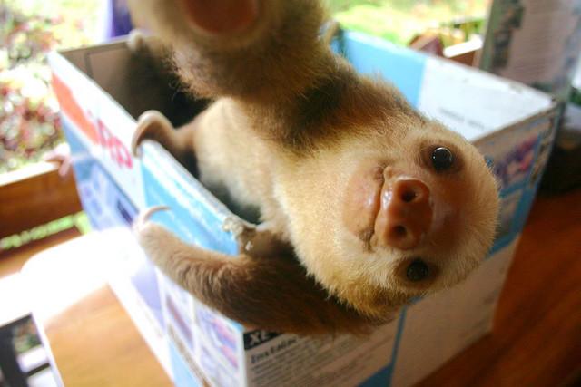 PicsFactory's tweet image. Sloth-fie #selfie