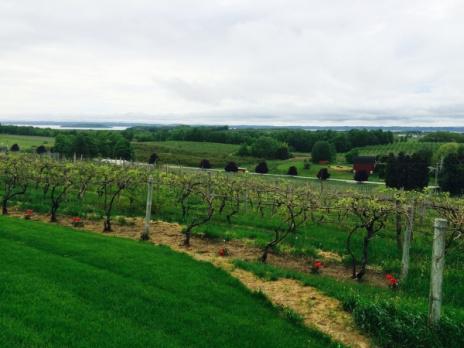 Go north, young wino - <a href="/citypulse/">City Pulse</a> bit.ly/1JqxG0R