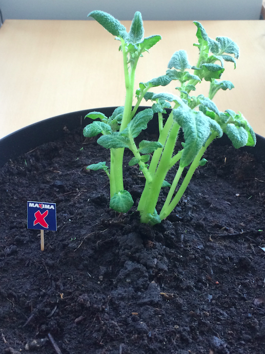 Kartupelis Rūdis sasparojies un kārtīgi paaudzies! :) #kartupelispoda