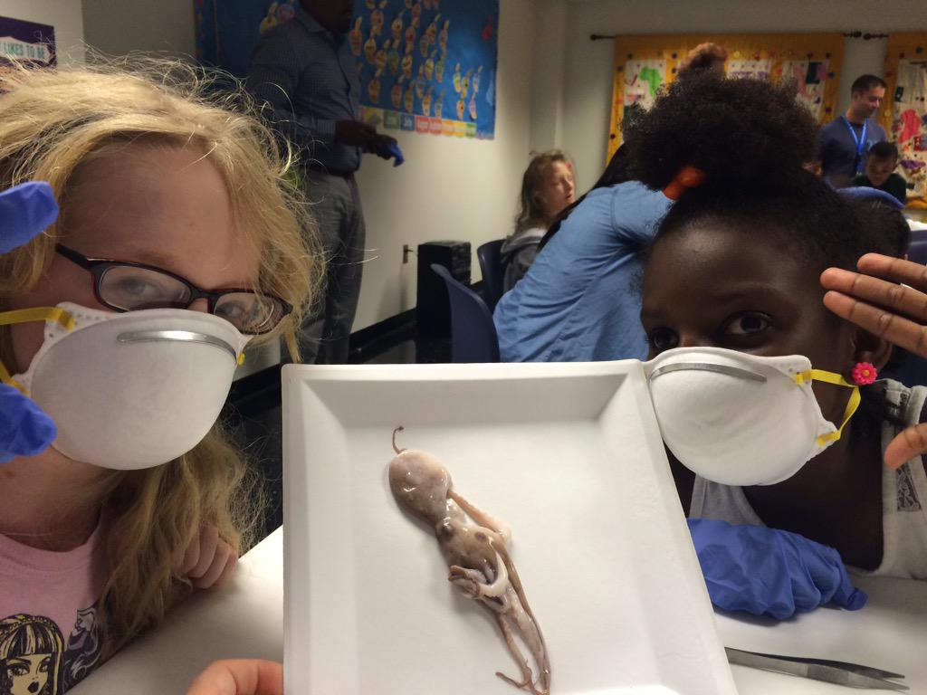 CVIGA's tweet image. Preparing to open squid! #CVIGA @wizkidztech