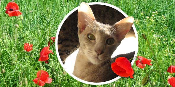 vanMirk's tweet photo. Lief bloemetje ... poppy (klaproos) ... http://t.co/DRg9eI7eoe , #poppy, #katten, #klaprozen! http://t.co/1GOeHb7mQR
