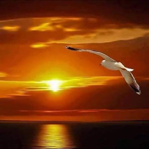 Resultado de imagen de sol radiante