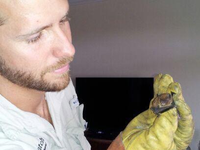 QuickCatch's tweet image. Call 904-859-6585 for quick estimate for the humane  capture removal of nuisance wildlife!
quick-catch.com/services/bat-r…