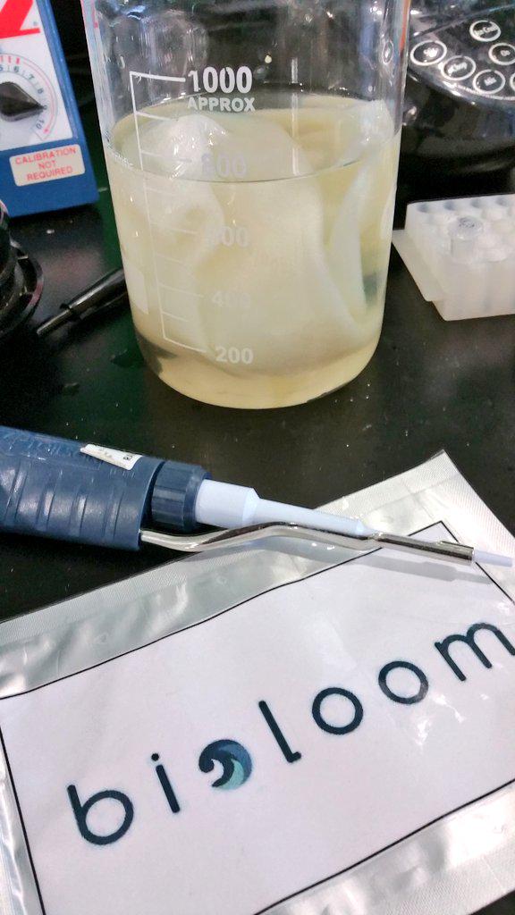 Bio_Loom's tweet image. Prepping samples for @indbio  demo day (t minus 8 days). Doesn't our material  looks like decellularized skin?