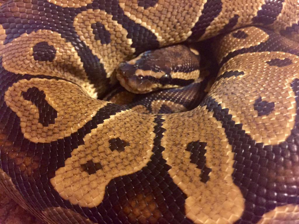 LadyNajaGirl's tweet image. My Arthur boy @RoyalPythonFans @21stCentReptile @SnakeBytesTV @mylittlepython #Snake #python #pets #cute