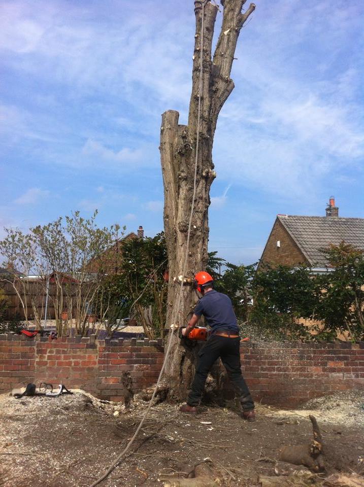 Treeservices96's tweet photo. DC ground and Tree Care were working in Hanging Heaton removing two large Poplar trees! http://t.co/GegBZ04G7u