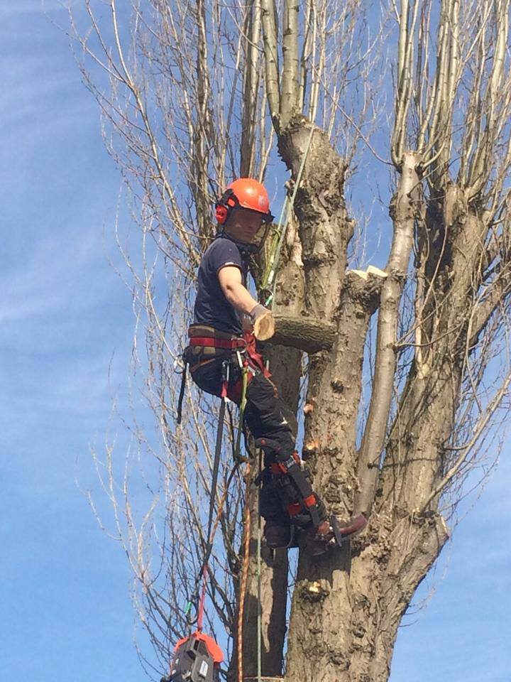 Treeservices96's tweet photo. DC ground and Tree Care were working in Hanging Heaton removing two large Poplar trees! http://t.co/GegBZ04G7u
