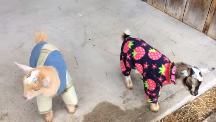 Baby goats in pajamas might just be too adorable to even handle. chzb.gr/1dMX0Tf
