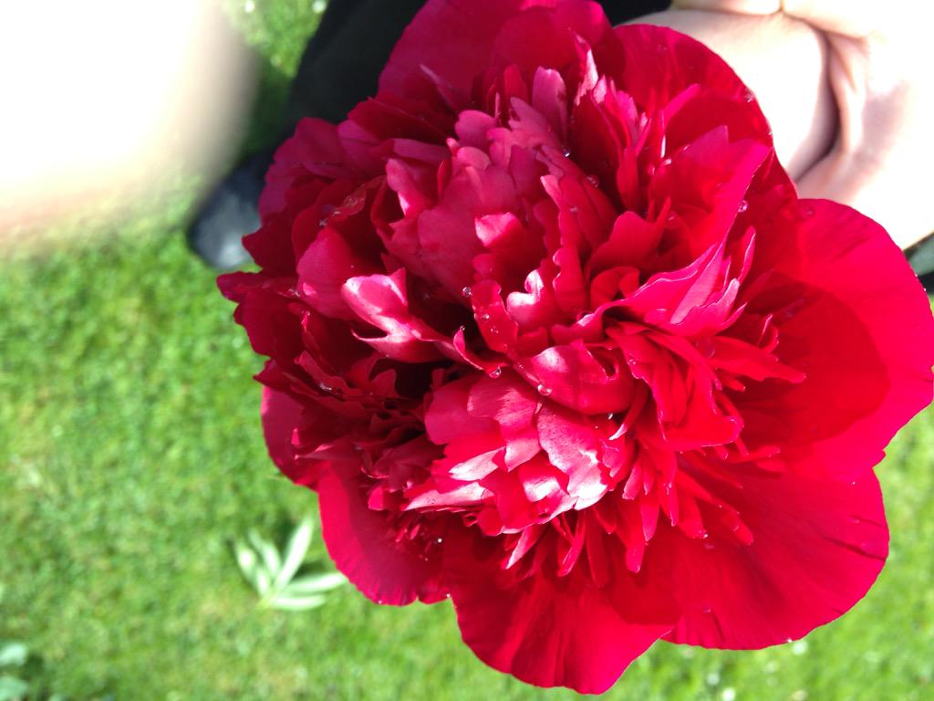 only_school's tweet image. Roses in house gardens