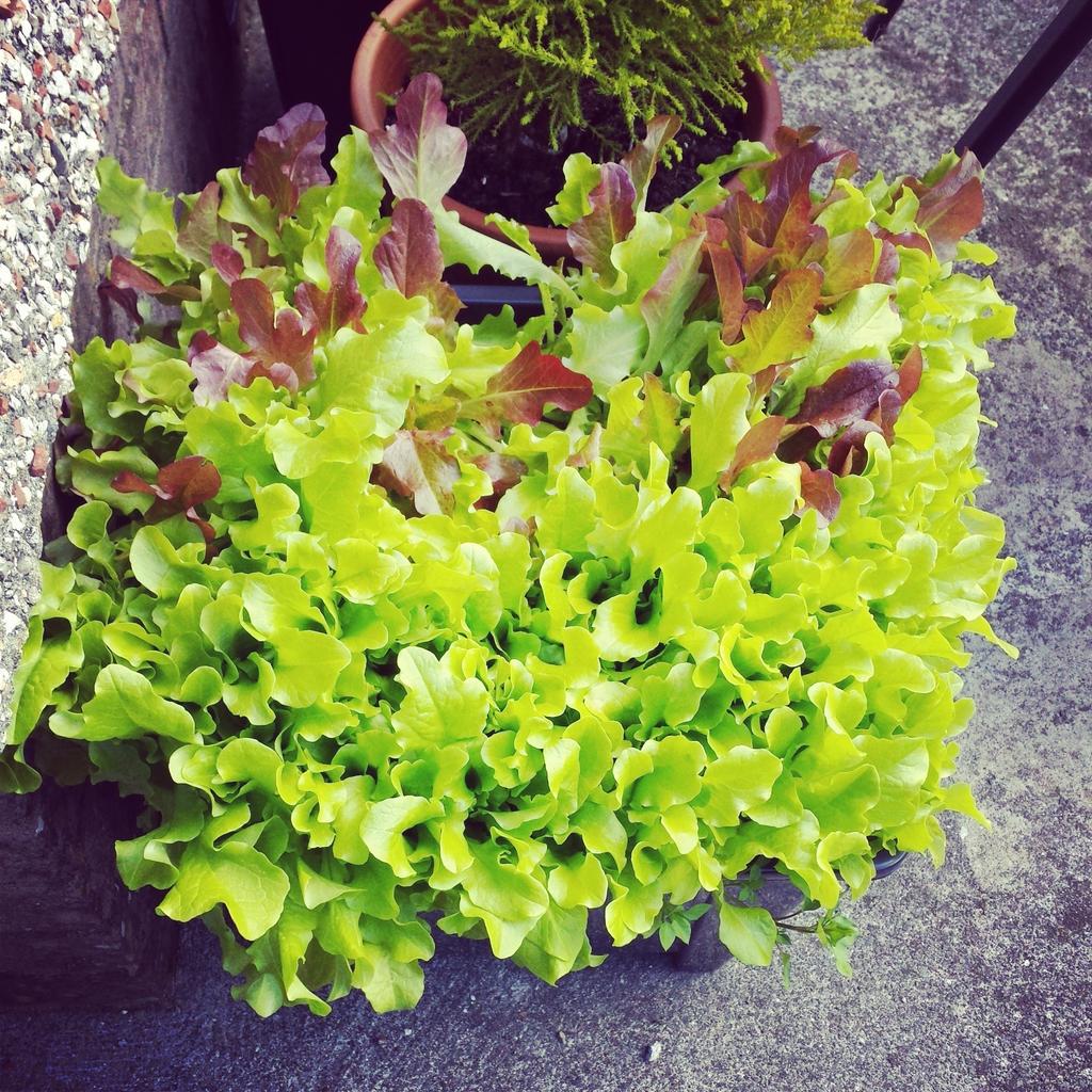 loopylops75's tweet image. Home grown salad leaves delicious!  #foodporn #healthyeating #lifestylechange #plantprotein #homegrown