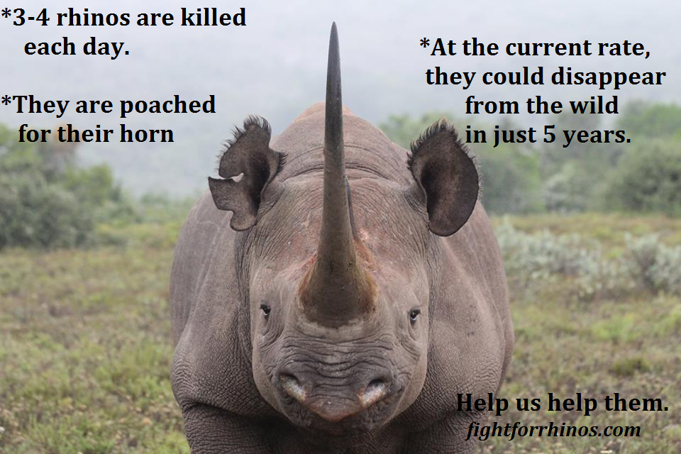 fightforrhinos's tweet photo. Fighting to stop #rhino poaching. Every RT, donation and purchase fuels our fight. #fightforrhinos.com http://t.co/l9f0ZFZ777