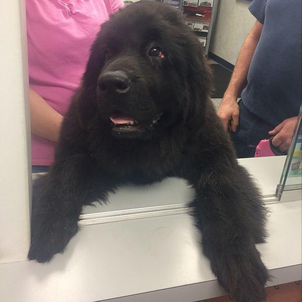 HowellFord's tweet image. We would like to introduce you to our newest customer: Nera :)