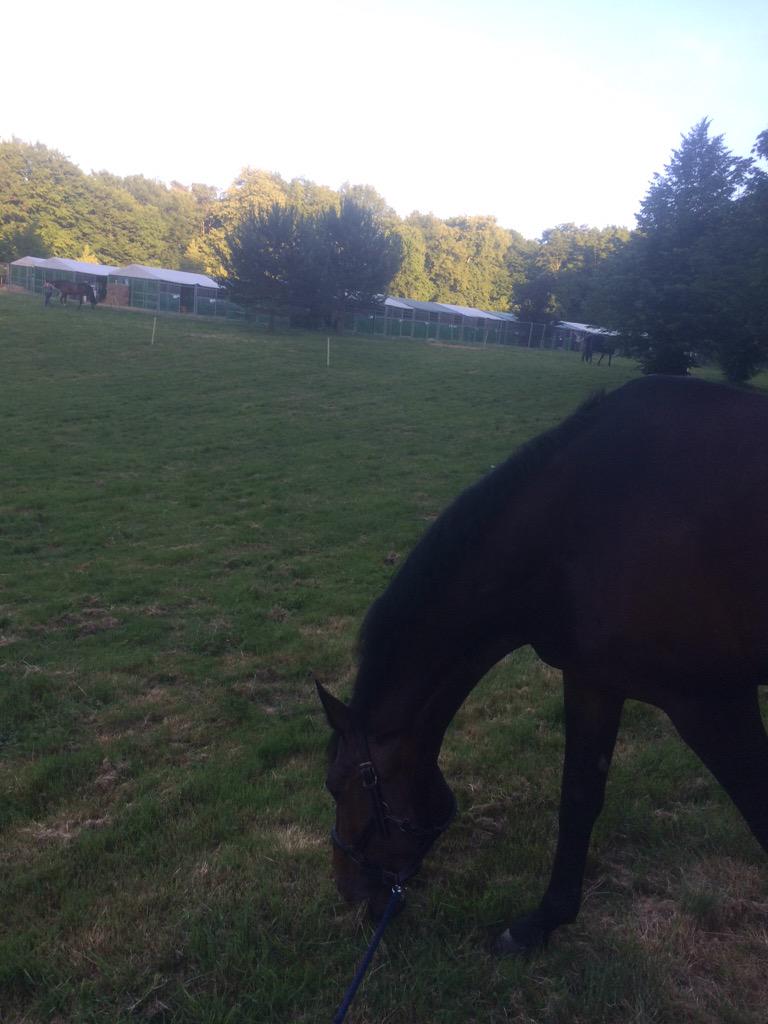 jhoekstra15's tweet photo. Finally in lons le saunier! Stables are ready!😄 #rabotalententeam http://t.co/nyvED3zXFh