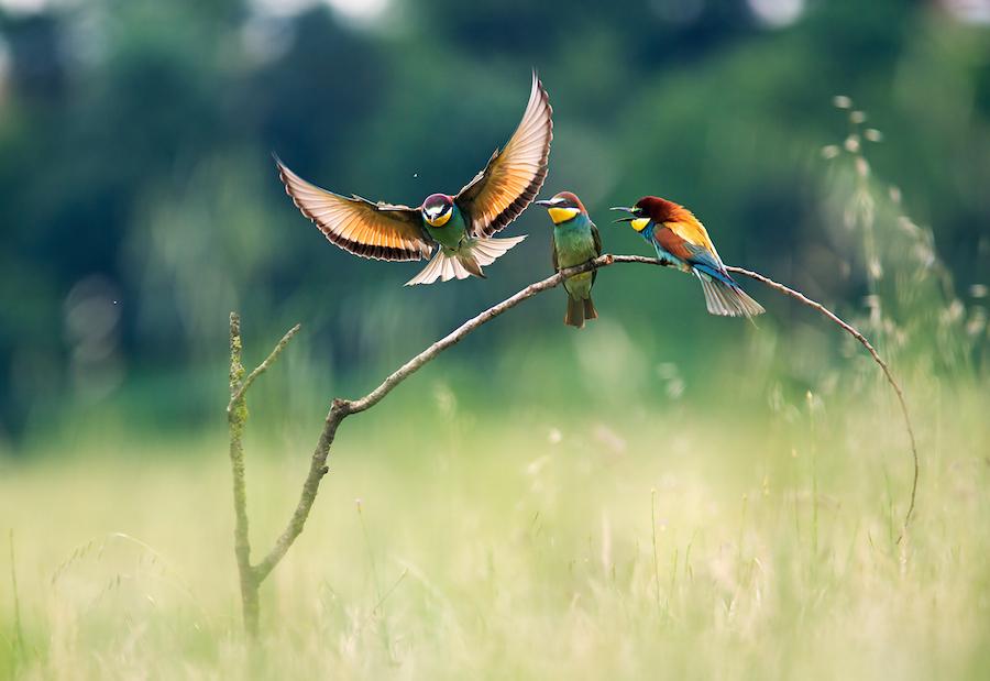 The Story Behind One of the Best Bird Photos on #500px: goo.gl/yDLmnE