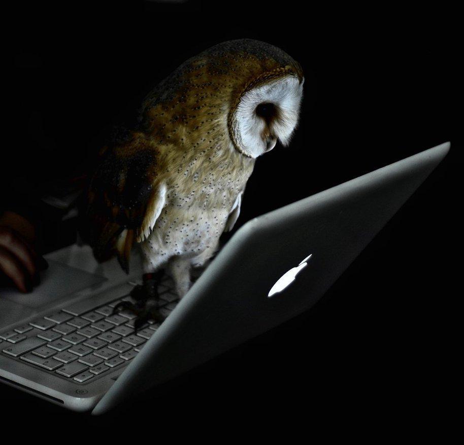 itselpea's tweet image. This fella loves catching up on Rasta Mouse on his MacBook @TheNonPC_Owl #notapc