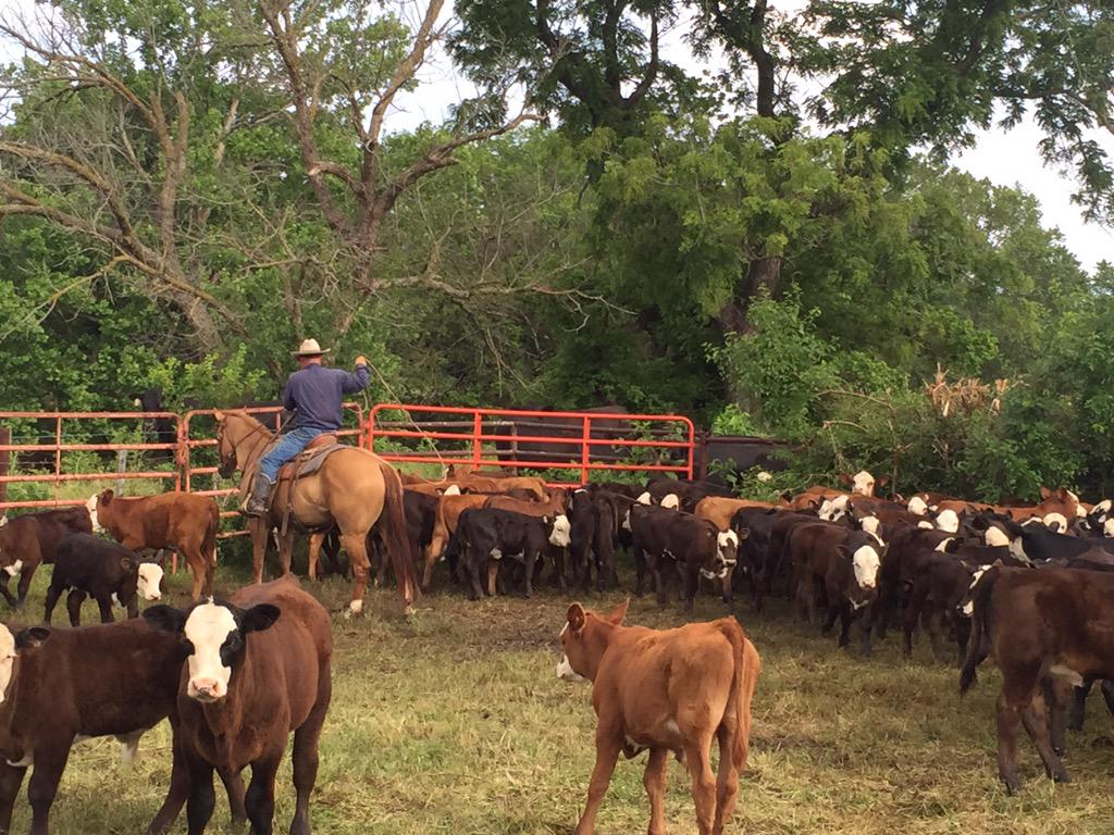We are proud of our calves! They look pretty uniform!