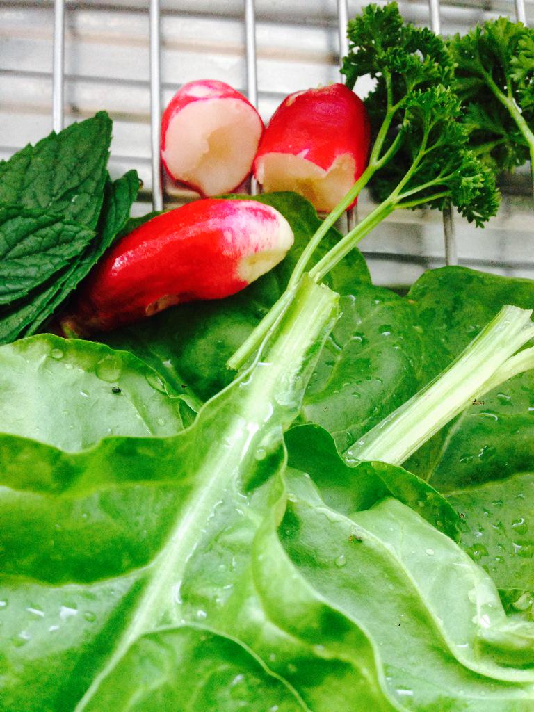 b_kirby's tweet photo. Tomorrow's lunch courtesy of my garden #greenfingers http://t.co/0TGDAoaef5