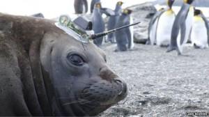 wildlife_posts's tweet image. Tweeting seals monitor the world’s oceans: wildlifearticles.co.uk/tweeting-seals… #Springwatch #Springwatchextra
