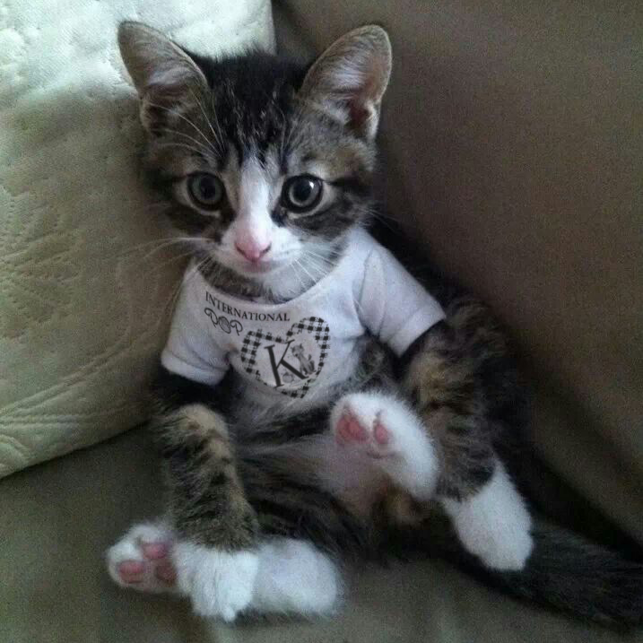 K_recs's tweet photo. Dun worry lil' kitty, we still have #InternationalPopUnderground tees in yr size! Adult XS-XL http://t.co/ov3zL31Ql2 http://t.co/3ltUPEYfY6