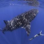 "Photographer of the Week – Ken Kiefer" >>buff.ly/1JmpJcV
#scuba #diving # scubadiving #smartconsole