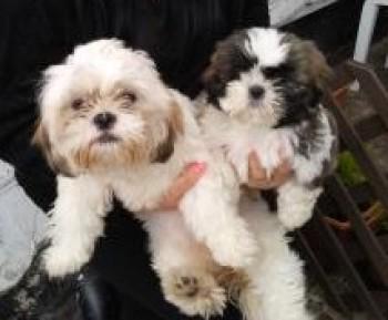millypod1's tweet photo. #Lost TWO Shih Tzu 1 male 1 female #Stramshall #Uttoxeter #Staffordshire #ST14
http://t.co/Jtv91IlZBw http://t.co/G5cEIKlGnA
