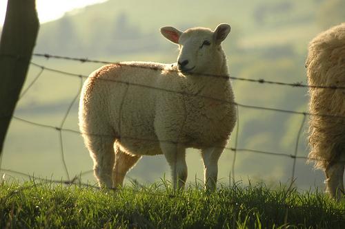 GrumpyShepherd_ tweet picture