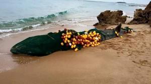 Cadiz, Spain: Basking Shark Washed Up Dead on Beach, Wrapped In Fishing Debris greenguidespain.com/andalucia/2015… <a href="/projectaware/">Project Aware</a>