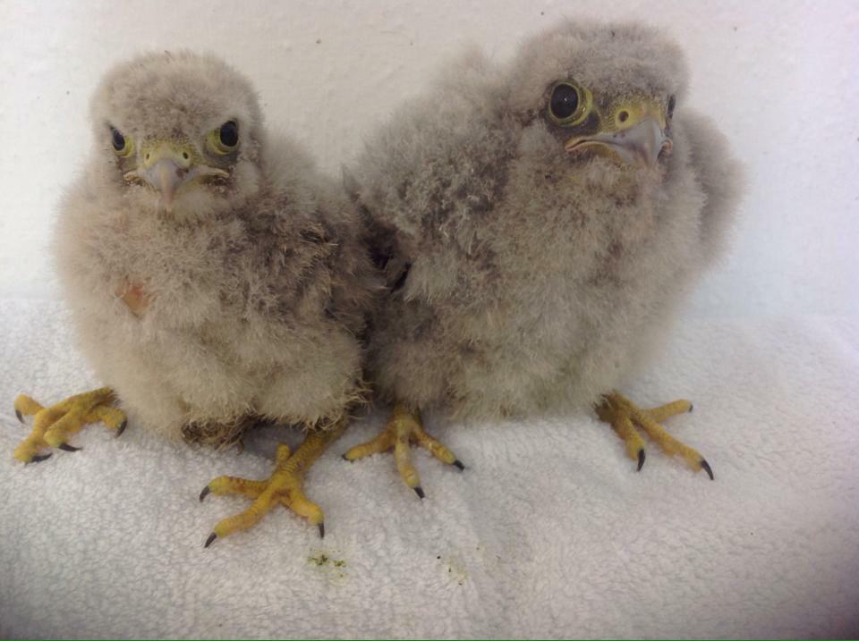 Hessilhead Rescue tweet media