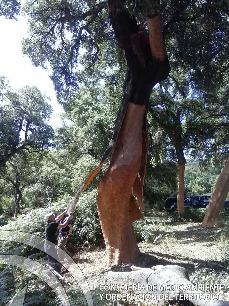 AAMM_And's tweet photo. Corcho de reproducción es el que se extrae después del desbornizado, en sucesivas pelas. http://t.co/8FWEw5c7Py