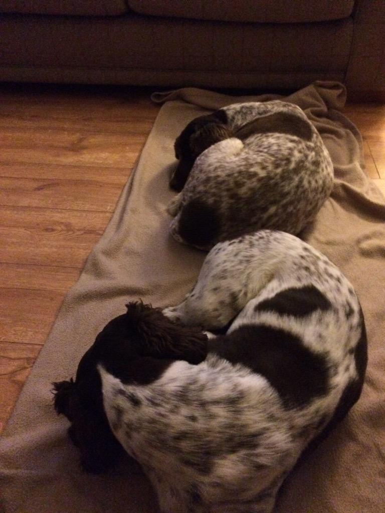 ImbadJanet's tweet photo. I accidentally did a poo on the Rug. The Rug has gone outside and now we have to lay on an old blanket #SorryCate http://t.co/2XKEsoBJRg