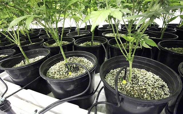 выращивание марихуаны удобрения