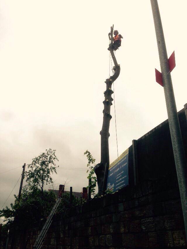 Treeservices96's tweet photo. Todays job two large Sycamore trees at the side of Huddersfield road in Dewsbury http://t.co/oxWX3oOxIR