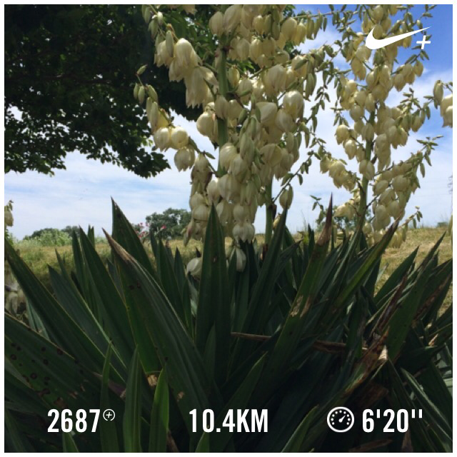 chako0301's tweet photo. なんですかこの南国のような植物は Nike+を使用して10.4 kmのランを終了しました。 http://t.co/3agr2xwpm6 #nikeplus http://t.co/qfGLqtT7n6