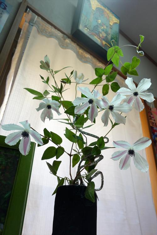 ট ইট র Kyop きょぷ クレマチス パルセット 咲きました がく片はアイボリーにピンクの筋 芯はアルバ ラグジュリエンスに近い感じの控えめ紫 お気に入りの品種です 系統 インテグリフォリア 作出者 宇田川正健氏 Clematis Flower Http T Co ট ইট র Kyop きょぷ クレマチス パルセット 咲きました がく片はアイボリーにピンクの筋 芯はアルバ ラグジュリエンスに近い感じの控えめ紫 お気に入りの品種です 系統 インテグリフォリア 作出者 宇田川正健氏 Clematis Flower Http T Co