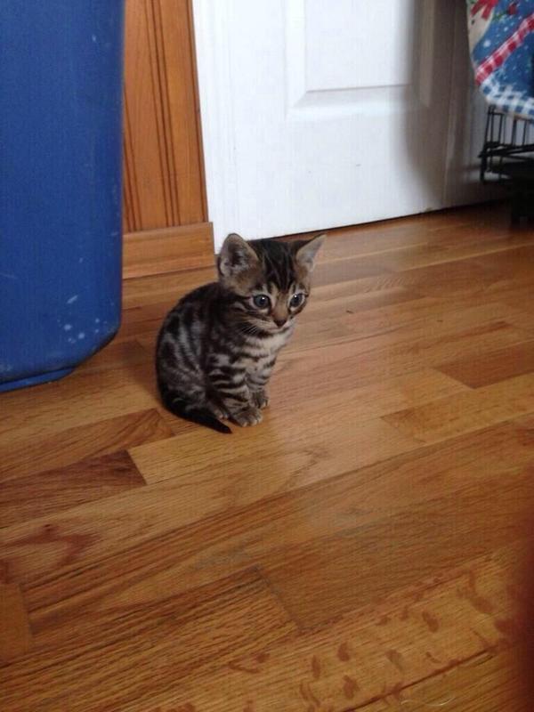 CuteAnimalsBaby's tweet image. When you're at a party with ppl u don't know and your friend disappears